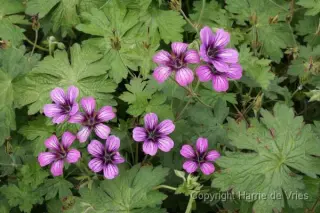 Geranium 'Sue Crûg'