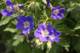 Geranium sylvaticum 'Amy Doncas.'