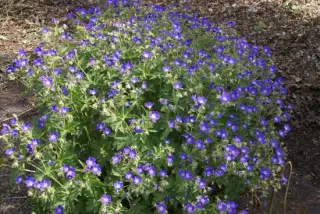 Geranium sylvaticum 'Amy Doncas.'