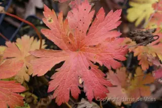 Geranium sylvaticum 'Amy Doncas.'