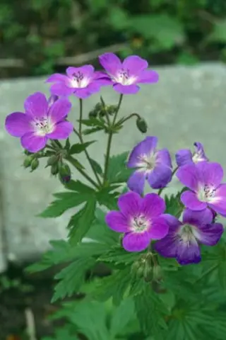 Geranium sylvaticum 'Mayflower'