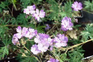 Geranium tuberosum 'Leonidas'