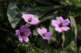 Geranium 'Van Lochem'