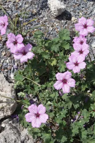 Geranium 'Van Lochem'