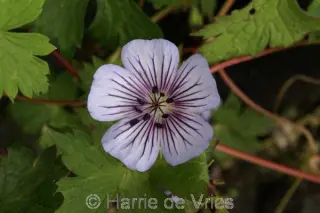 Geranium wallichianum 'Crystal Lake'