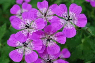 Geranium wallichianum 'Rozette'