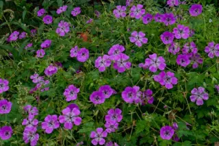 Geranium wallichianum 'Rozette'