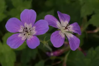 Geranium wallichianum 'Shocking Blue'