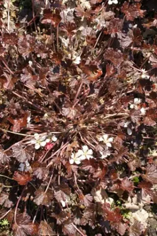 Geranium 'Welsh Guiness'