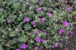 Geranium wlassovianum 'Lakwijk Star'