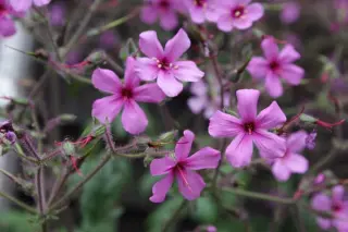 Geranium yeoi (rubescens)