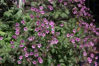 Geranium yeoi (rubescens)
