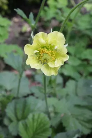 Geum 'Banana Daiquiri'