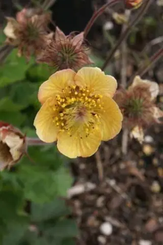 Geum 'Beech House Apricot'
