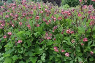 Geum 'Bell Bank'