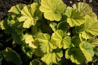 Geum coccineum 'Eos'