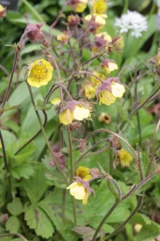 Geum 'Farmer John Cross'