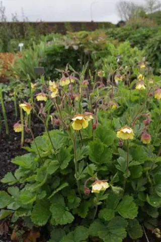 Geum 'Lisanne'