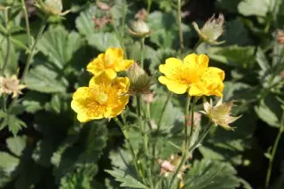 Geum montanum 'Diana'