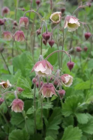 Geum 'Mrs.w. Moore'