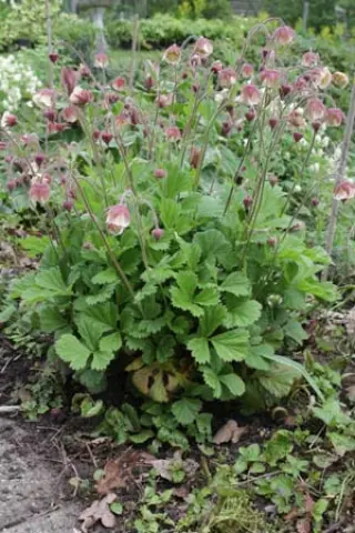 Geum 'Mrs.w. Moore'
