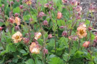 Geum 'Nonna'