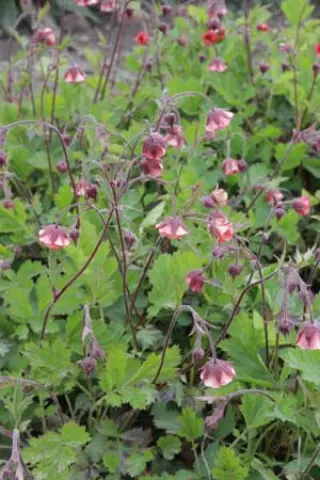 Geum rivale 'Leonards Variety'