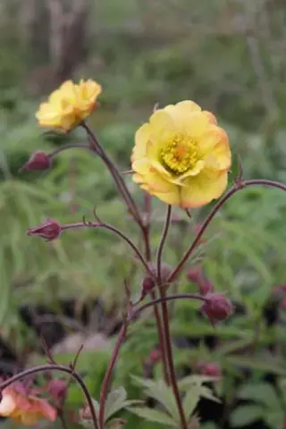 Geum 'Tequila Sunrise'
