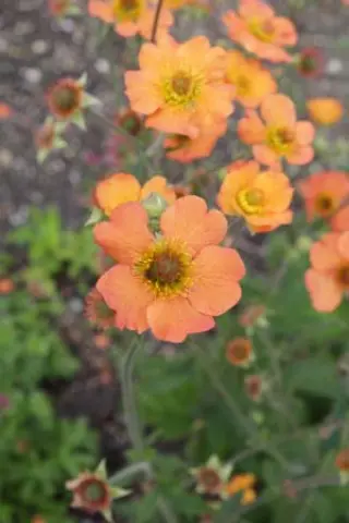 Geum 'Totally Tangerine'