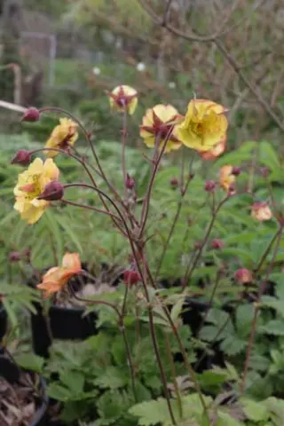 Geum 'Wet Kiss'