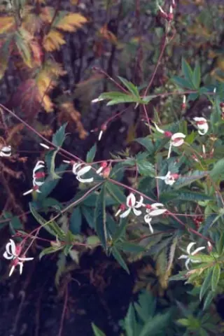 Gillenia stipulata