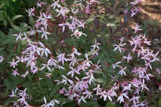 Gillenia trifoliata 'Pink Profusion'