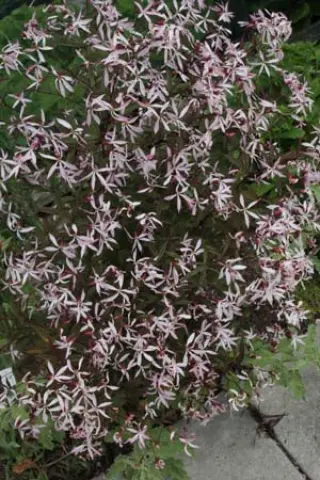 Gillenia trifoliata 'Pink Profusion'