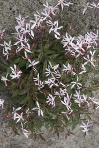 Gillenia trifoliata