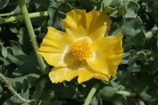 Glaucium flavum (Dungeness)