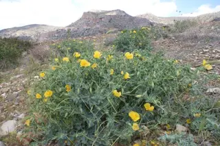 Glaucium flavum (Dungeness)