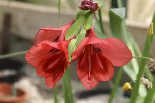 Gladiolus flanaganii