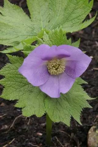 Glaucidium palmatum