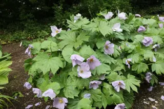 Glaucidium palmatum
