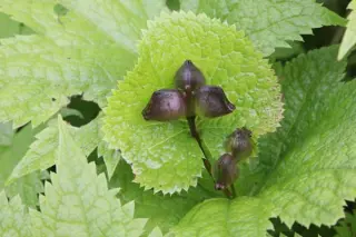 Glaucidium palmatum