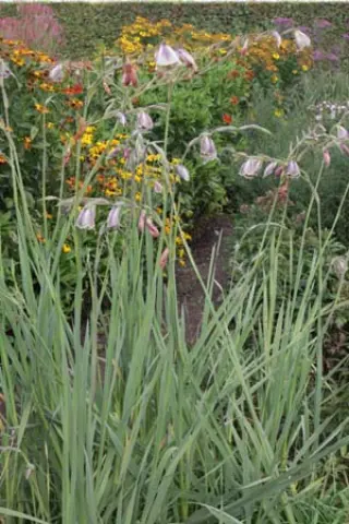 Gladiolus papilio
