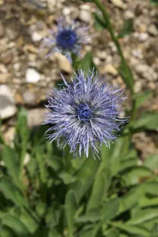 Globularia trichosantha
