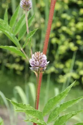 Glycyrrhiza uralensis