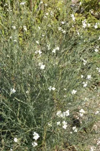 Gomphostigma virgatum