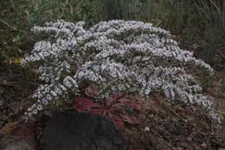 Goniolimon cuspidatum (coll. Kyrgizië)
