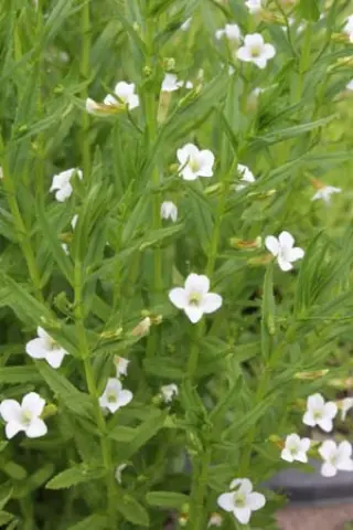 Gratiola officinalis