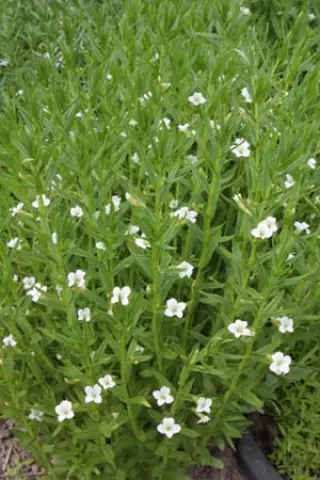 Gratiola officinalis