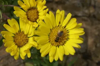 Grindelia integrifolia