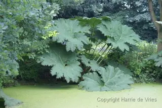 Gunnera manicata