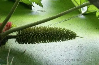 Gunnera manicata